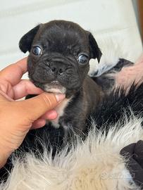 Bulldog francese