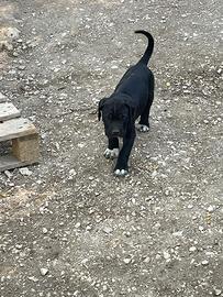 Cucciola cane corso