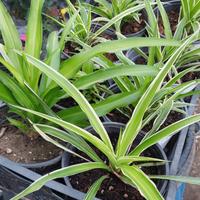 piante di falangio in vaso