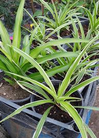 piante di falangio in vaso