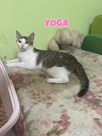Yoga gattina biancogrigia di 2 anni
