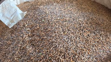 avena strigosa