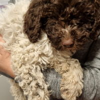 Cucciolo BIANCO ROANO Lagotto