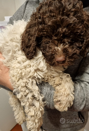 Cucciolo BIANCO ROANO Lagotto