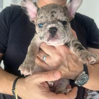 Cucciola bulldog francese