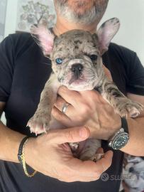 Cucciola bulldog francese