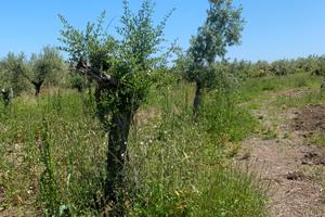 Terreno uliveto pianeggiante