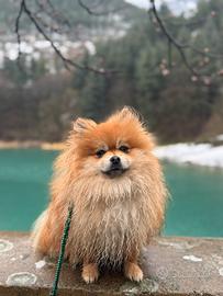 Pomerania/ Spitz tedesco nano per MONTA
