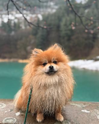 Pomerania/ Spitz tedesco nano per MONTA