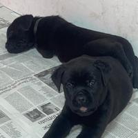 Cucciola Cane corso