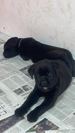 Cucciola Cane corso