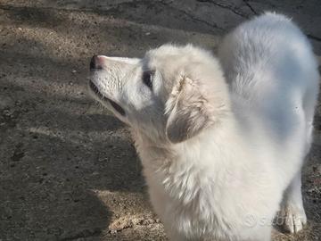 Cucciola di pastore maremmano