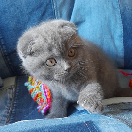 Cuccioli Scottish fold e straight
