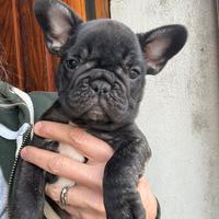 Cucciola Bouledogue Francese Bringé
