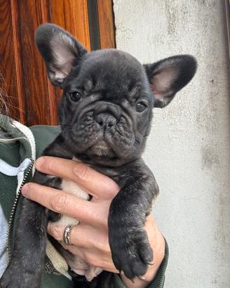 Cucciola Bouledogue Francese Bringé