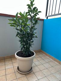 Pianta di Alloro aromatico con vaso e sottovaso