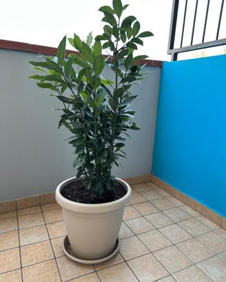 Pianta di Alloro aromatico con vaso e sottovaso