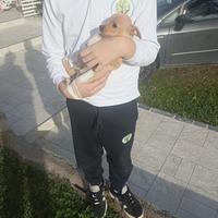 Cuccioli di pincher/chiuhuahua