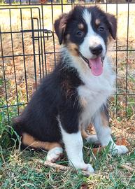 Australian shepherd pastore australiano