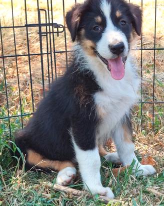 Australian shepherd pastore australiano