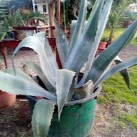 agave americana