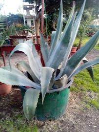 agave americana