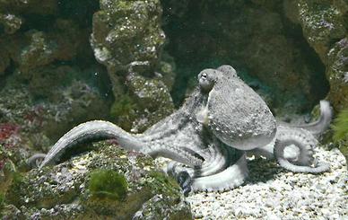 Piccolo polpo verace vivo per acquario med