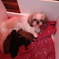 Cuccioli di shih-poo shitzu barboncino