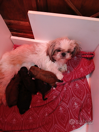 Cuccioli di shih-poo shitzu barboncino
