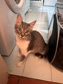 Gattina simpaticissima di 3 mesi