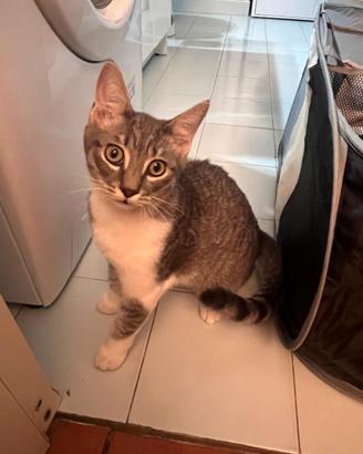Gattina simpaticissima di 3 mesi