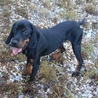 Bracco Cocker da tartufo