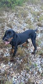 Bracco Cocker da tartufo