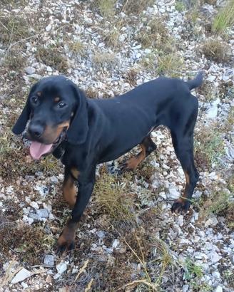 Bracco Cocker da tartufo