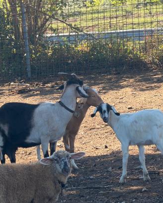 Capra gravida con due figlie di un anno 3 animali