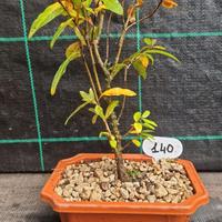 Bonsai di Melograno Nano Punica Granatum 140