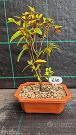 Bonsai di Melograno Nano Punica Granatum 140