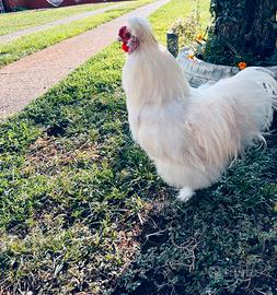 Gallo morozetta