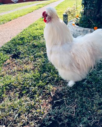 Gallo morozetta