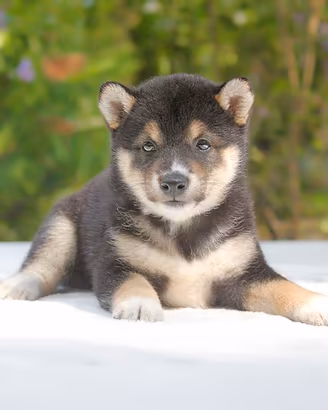 Cucciola femmina di Shiba Inu nero focato