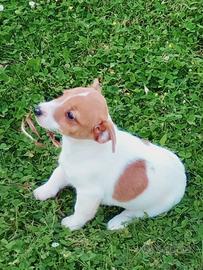 Jack Russell