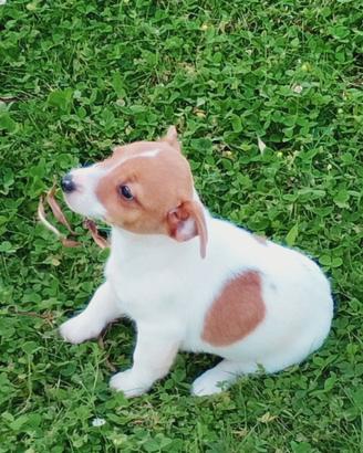 Jack Russell