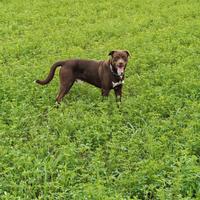 Sirio Cane maschio di 18 mesi
