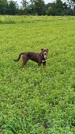 Sirio Cane maschio di 18 mesi