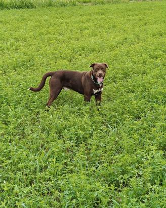Sirio Cane maschio di 18 mesi
