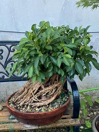 Bonsai di ficus