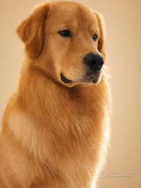 Cuccioli di Golden Americani