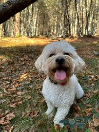 Maltipoo champagne