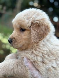 Femmina golden americano