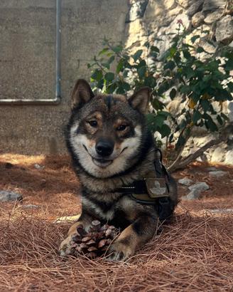Shiba inu